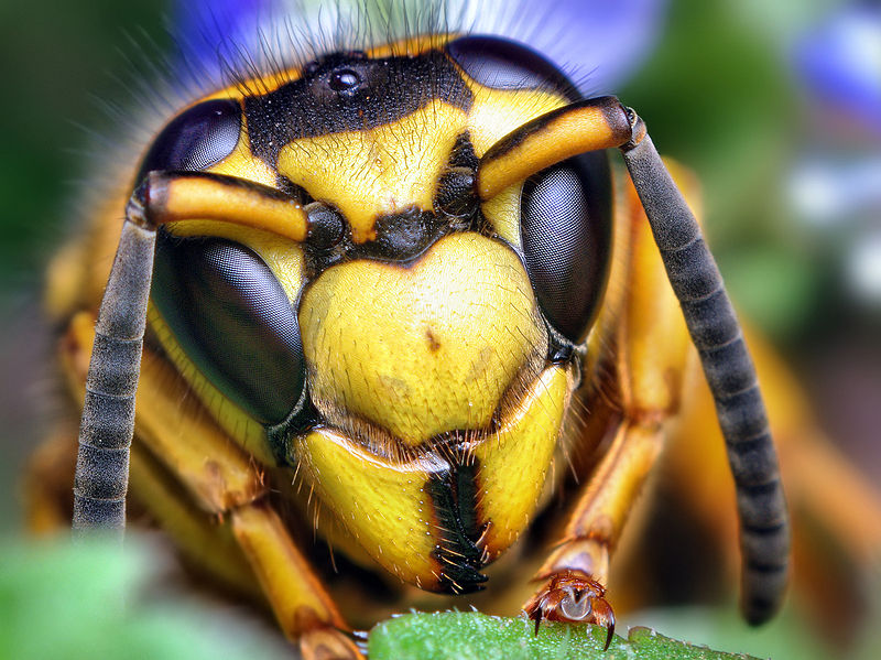 800px-Face_of_a_Southern_Yellowjacket_Queen_%28Vespula_squamosa%29.jpg