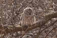 Owl-2022-04-26-IMG_0629-P2C1S.jpg