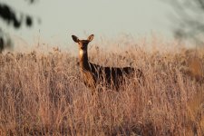 Deer-2022-10-08-IMG_3686S.jpg