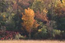 FallColors-2022-10-08-IMG_3724S.jpg