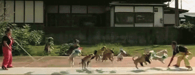 Rope-jumping-dogs.gif