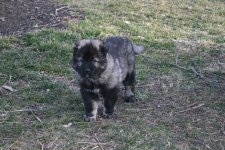 pup1.jpg