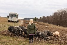 Daisy and the Pigs.jpg