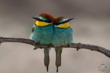 European Bee Eater.jpg