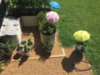 garden.jpg garden.jpg