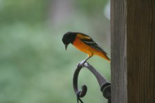 IMG_3794.JPG