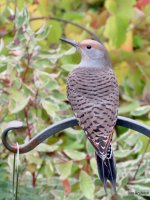 Northern Flicker.jpg