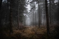 Misty Trees.jpg