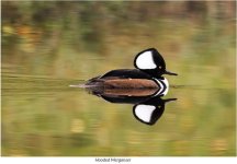 Hooded Merganser.JPG