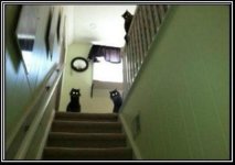 Cats 3.JPG Cats 3.JPG