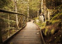 Wooden Brick Road.jpg