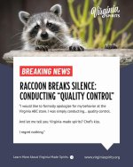 raccoon1.jpg