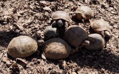 Box Turtles adults.jpg