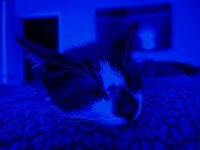 IMG-20220617-WA0001.jpg IMG-20220617-WA0001.jpg