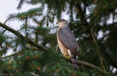 Cooper’s Hawk.jpg