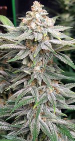 nug1.jpg