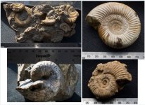 Ammonids.JPG