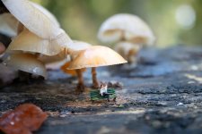 Shrooms.jpg