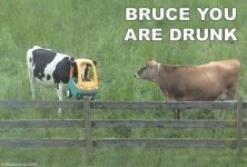 drunk-cows.jpg