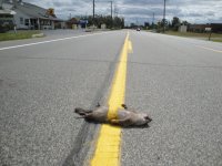 Squirrel-Funny-Road-Kill-Picture.jpg