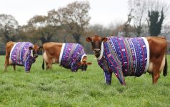 dressed cows.jpg
