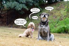 Dogs.jpg