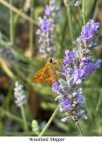 Woodland Skipper.jpeg