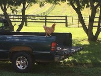 chicken1.jpeg chicken1.jpeg