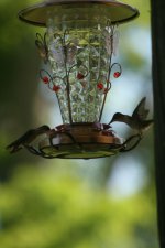 hummingbird3.jpg hummingbird3.jpg