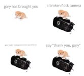 flock16.jpg flock16.jpg