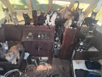 tacoma-cats.webp