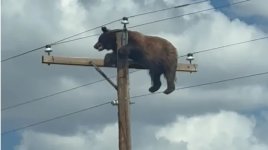 Bearly.jpg