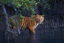Tiger.jpg