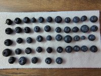 Blue Berries.jpg