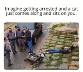 cat and arrest.jpeg