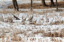 SandhillCranes-2023-03-21-IMG_3049S.jpg