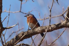 Bluebird-2023-04-06-IMG_4048S.jpg