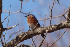 Bluebird-2023-04-06-IMG_4048S.jpg