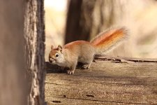 RedSquirrel--2023-04-06-IMG_4054S.jpg