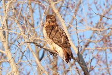 Hawk-2023-04-06-IMG_4121S.jpg