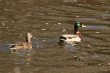 Duck-2023-04-18-IMG_4300S.jpg