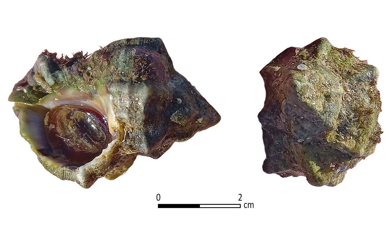archaeologymag.com