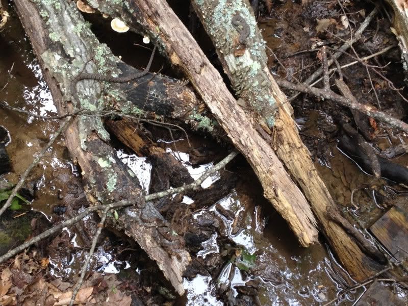 copperheads.jpg