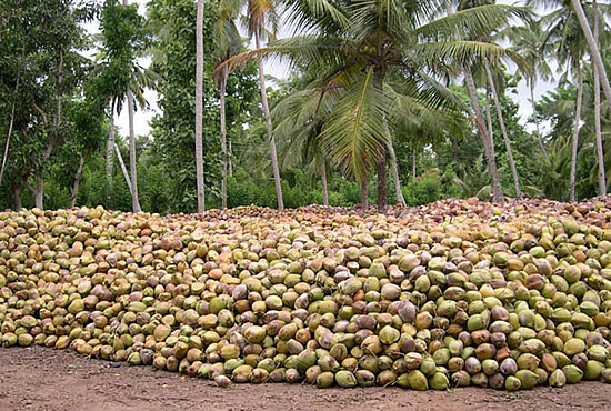 Coconut-pile.jpg