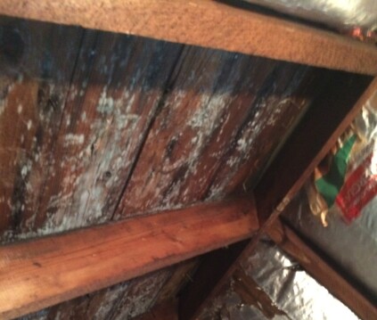 Called in to address an attic mold problem, the author was confronted with more mold than just what was growing on the roof sheathing. The owners liked to keep indoor temps high (around 78° F) and ran six humidifiers all night, creating a jungle-like environment rampant with interior mold.
